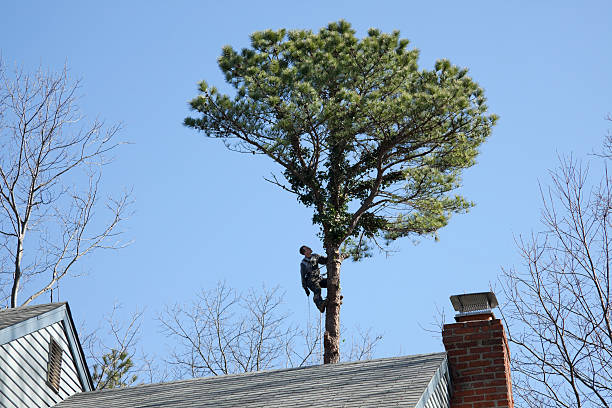 How Our Tree Care Process Works  in  Dawson, MN